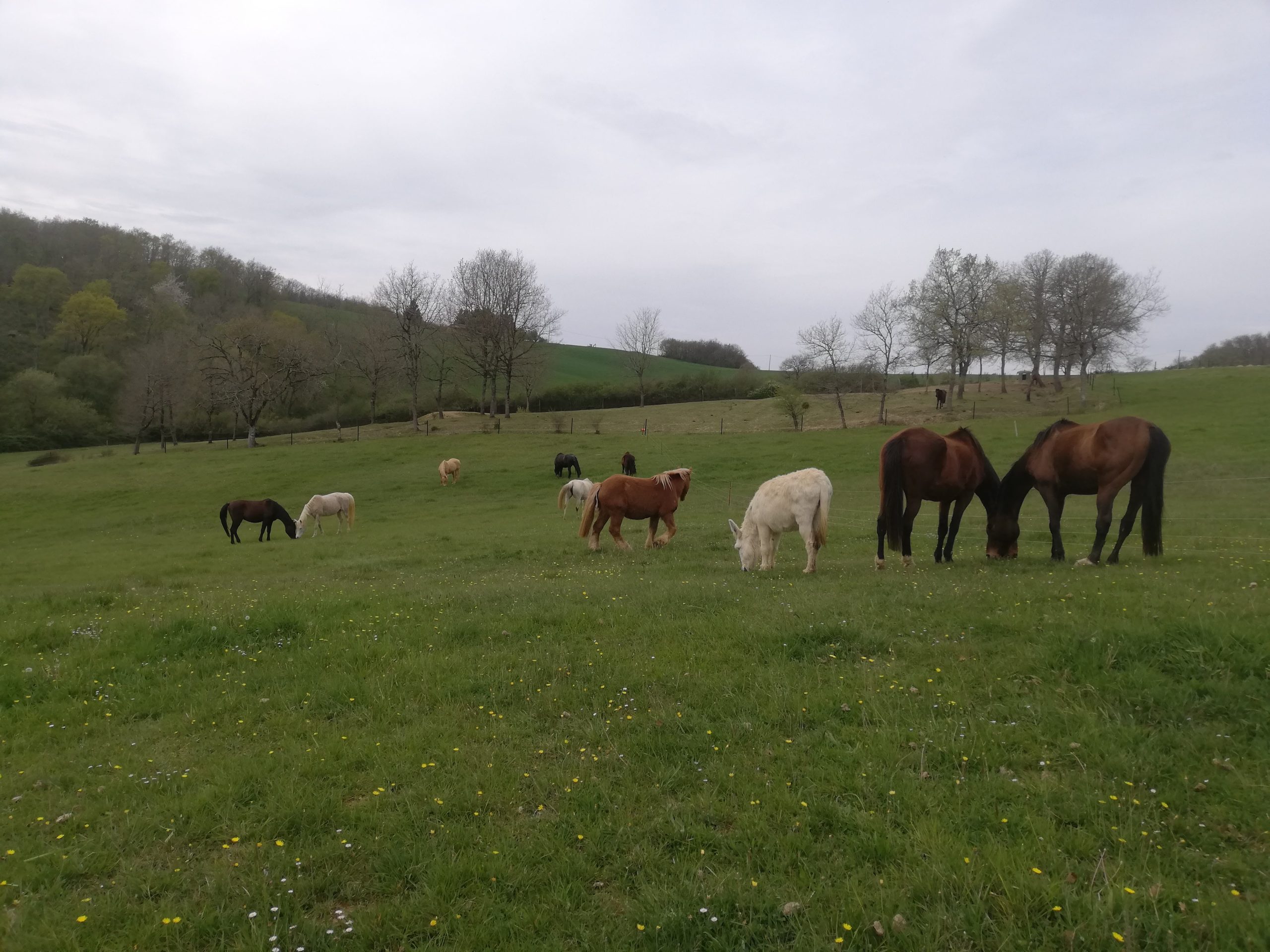alimentation naturelle du cheval basée sur le fourrage et un mode de vie équilibré