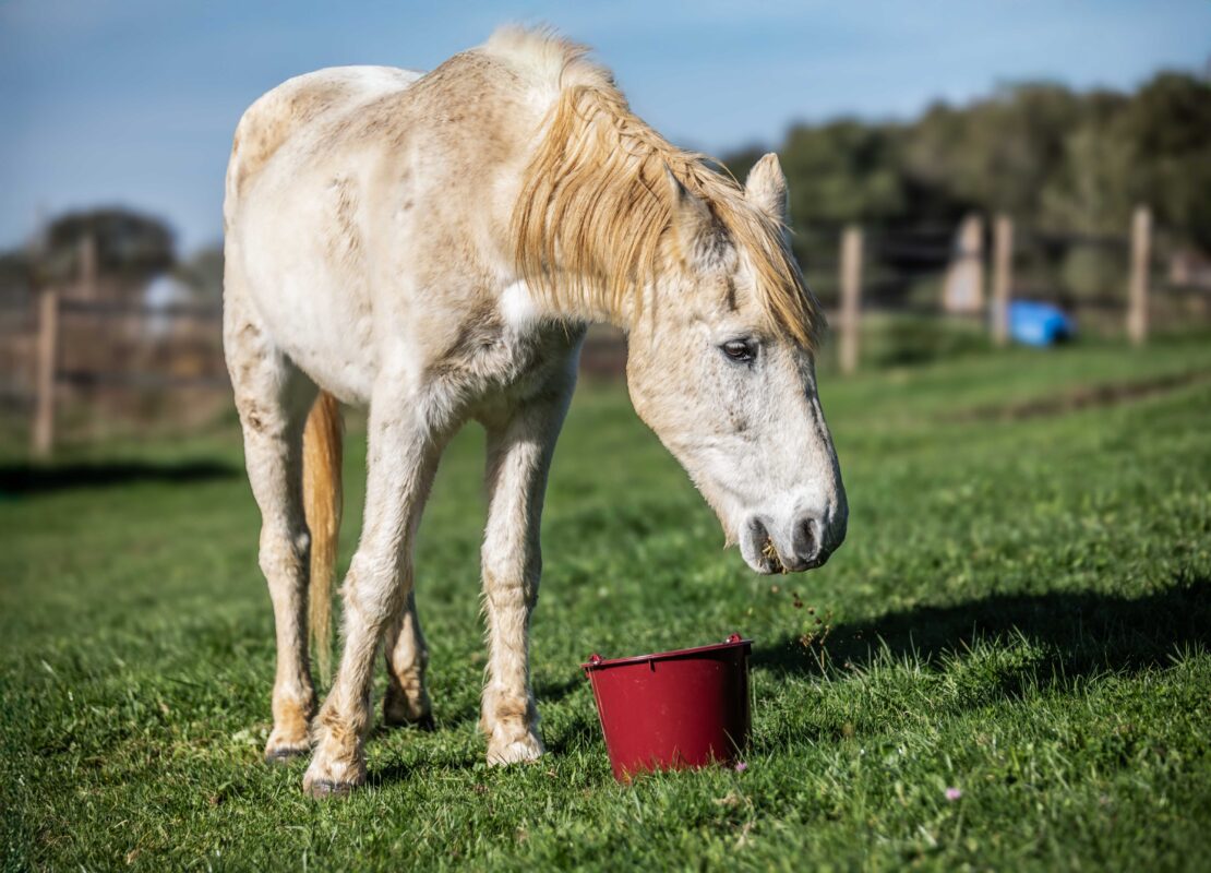 cheval-senior-alimentation