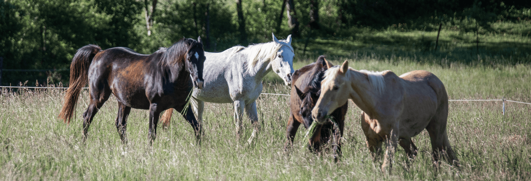Chevaux en bonne forme nourris avec Hippo'Mets
